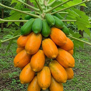 Papaya Seeds – Carica papaya