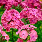 Perennial Mix Garden Phlox Seeds