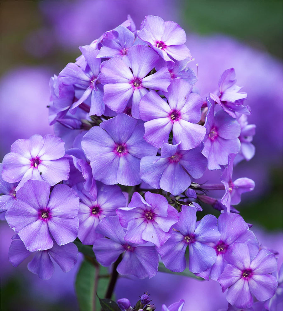 Perennial Mix Garden Phlox Seeds