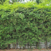 Garden Privacy Bamboo Seeds - Ornamental Bamboo Landscape Seeds