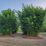 Garden Privacy Bamboo Seeds - Ornamental Bamboo Landscape Seeds