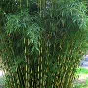 Garden Privacy Bamboo Seeds - Ornamental Bamboo Landscape Seeds