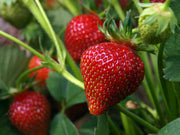 Strawberry Seeds – Fragaria × ananassa
