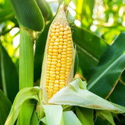 Sweet Corn Seeds – Zea mays