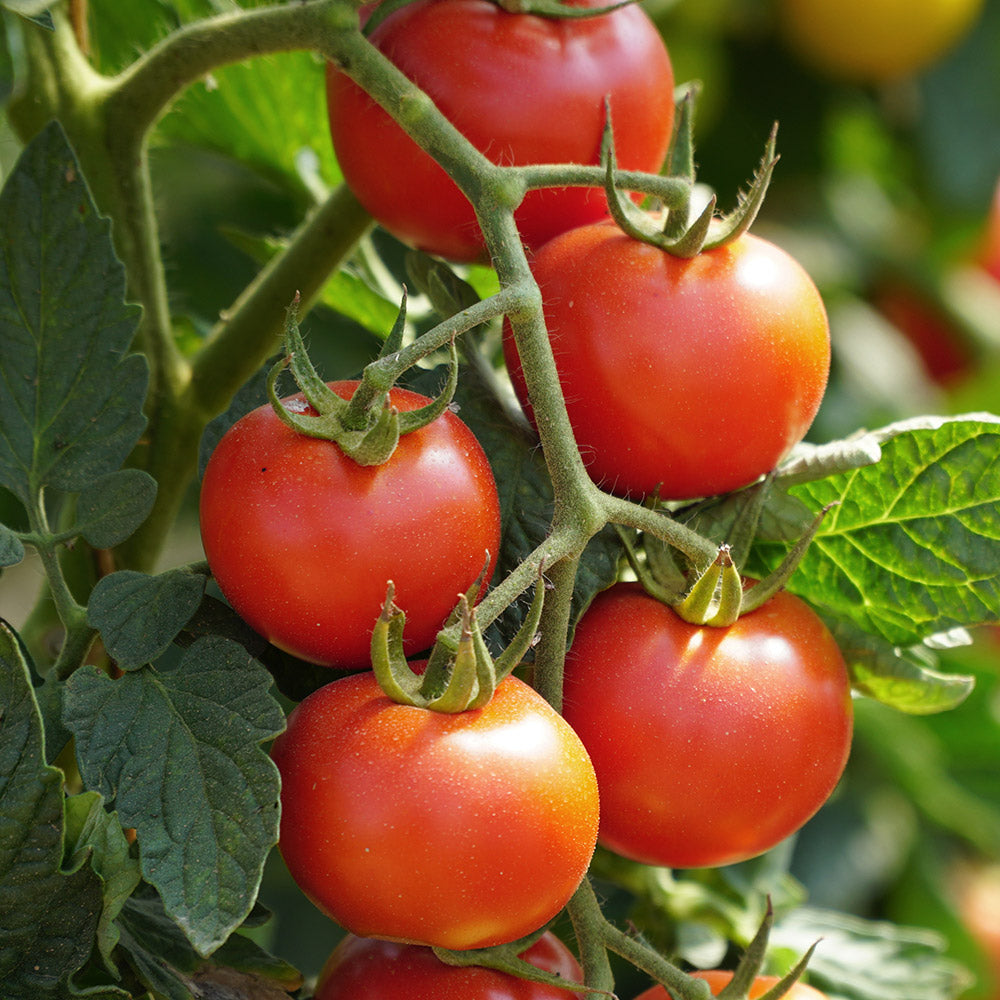 Tomato Seeds – Solanum lycopersicum