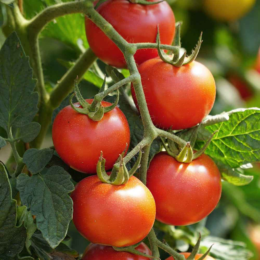 Tomato Seeds – Solanum lycopersicum