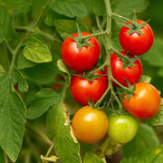 Garden Tomato Seeds
