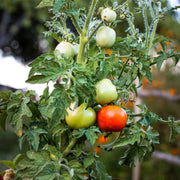 Garden Tomato Seeds