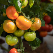 Garden Tomato Seeds