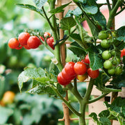 Garden Tomato Seeds