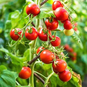 Garden Tomato Seeds