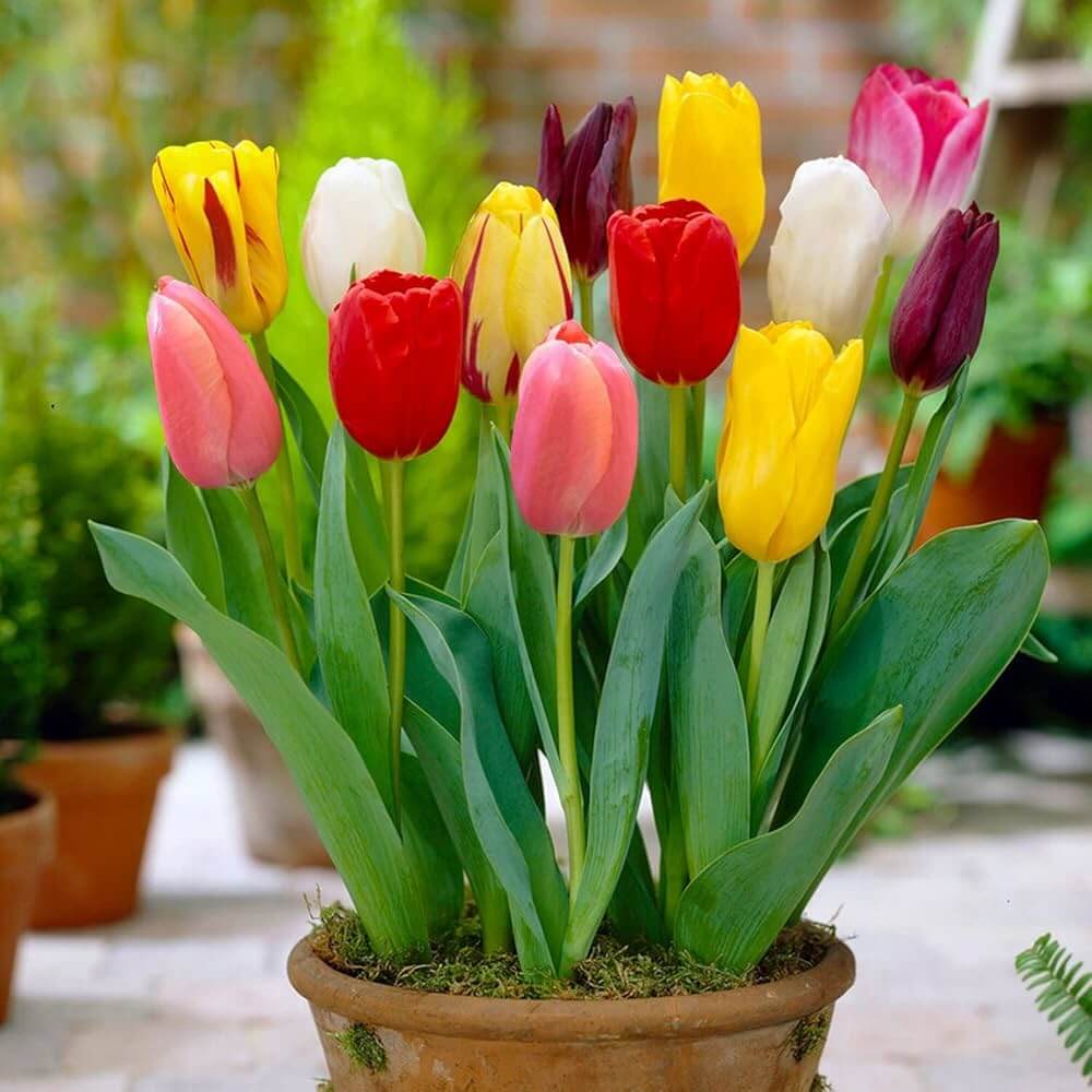 Garden Tulips Seeds - Flower Plant