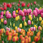 Garden Tulips Seeds - Flower Plant