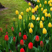 Garden Tulips Seeds - Flower Plant