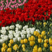 Garden Tulips Seeds - Flower Plant