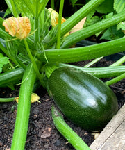 Zucchini Seeds – Cucurbita pepo