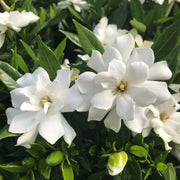 Jasminoides Gardenia Seeds