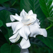 Jasminoides Gardenia Seeds