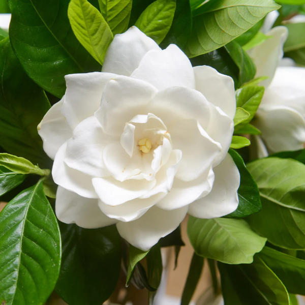 Jasminoides Gardenia Seeds