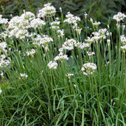 Allium tuberosum Garlic Chive Seeds, Herbal