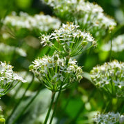 Allium tuberosum Garlic Chive Seeds, Herbal