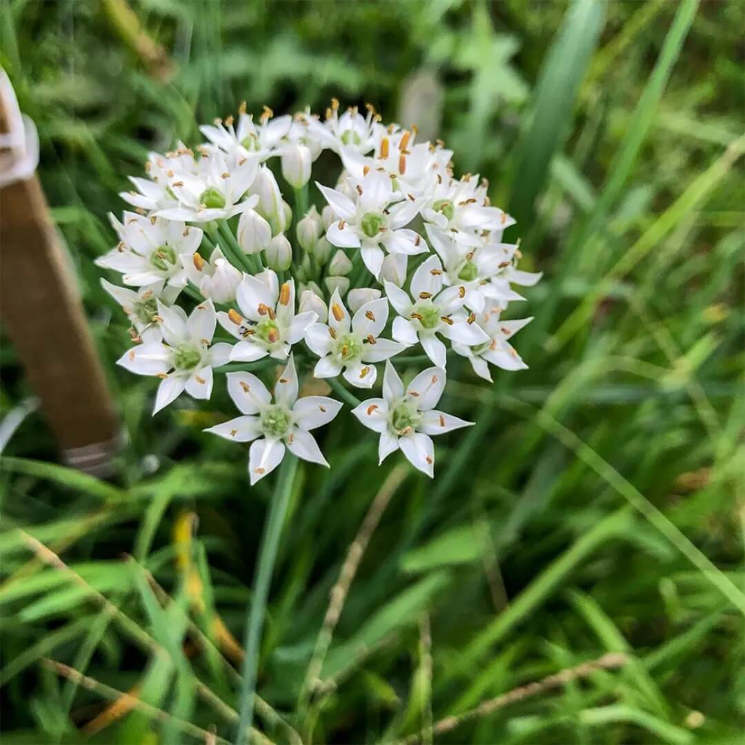 Allium tuberosum Garlic Chive Seeds, Herbal