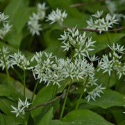 Garlic Flower Seeds - Herbal Plant