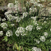 Garlic Flower Seeds - Herbal Plant