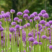 Garlic Flower Seeds - Herbal Plant