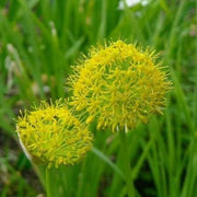 Muli Garlic Seeds, Herbal