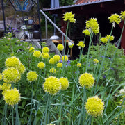 Muli Garlic Seeds, Herbal