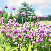 Garlic Plant Seeds - Herbal Plant