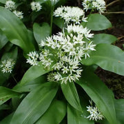 Garlic Plant Seeds - Herbal Plant