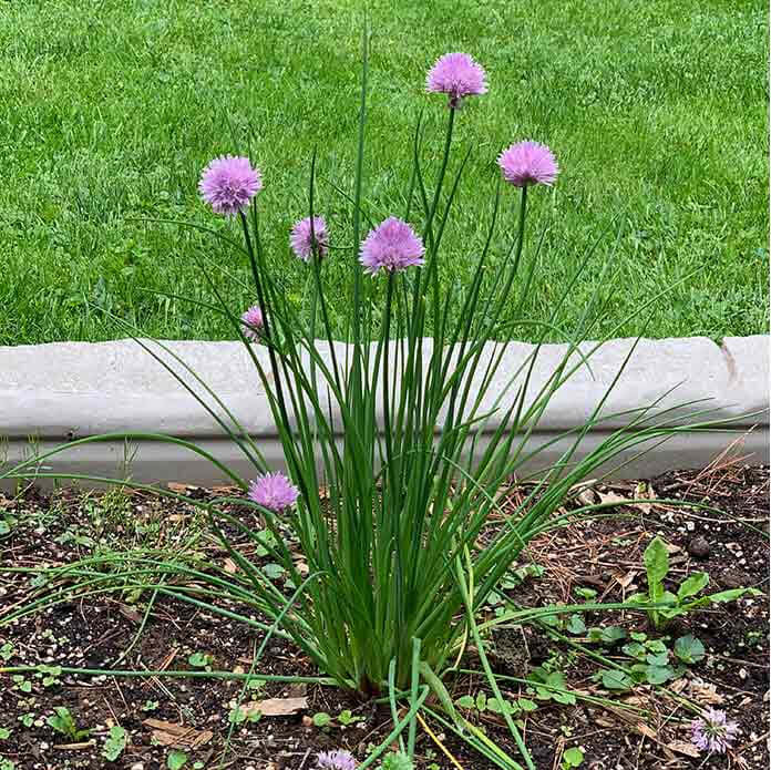 Garlic Plant Seeds - Herbal Plant