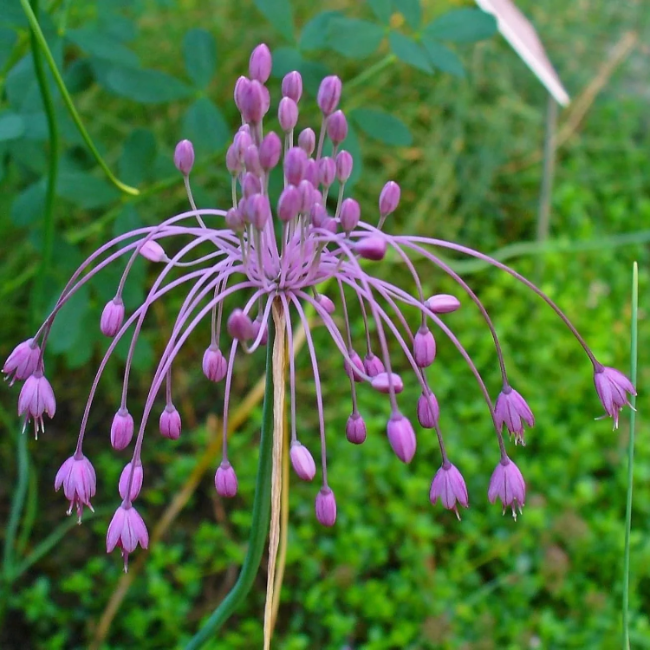 Keeled Garlic Seeds