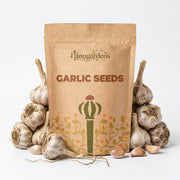 Garlic Seeds – Allium sativum