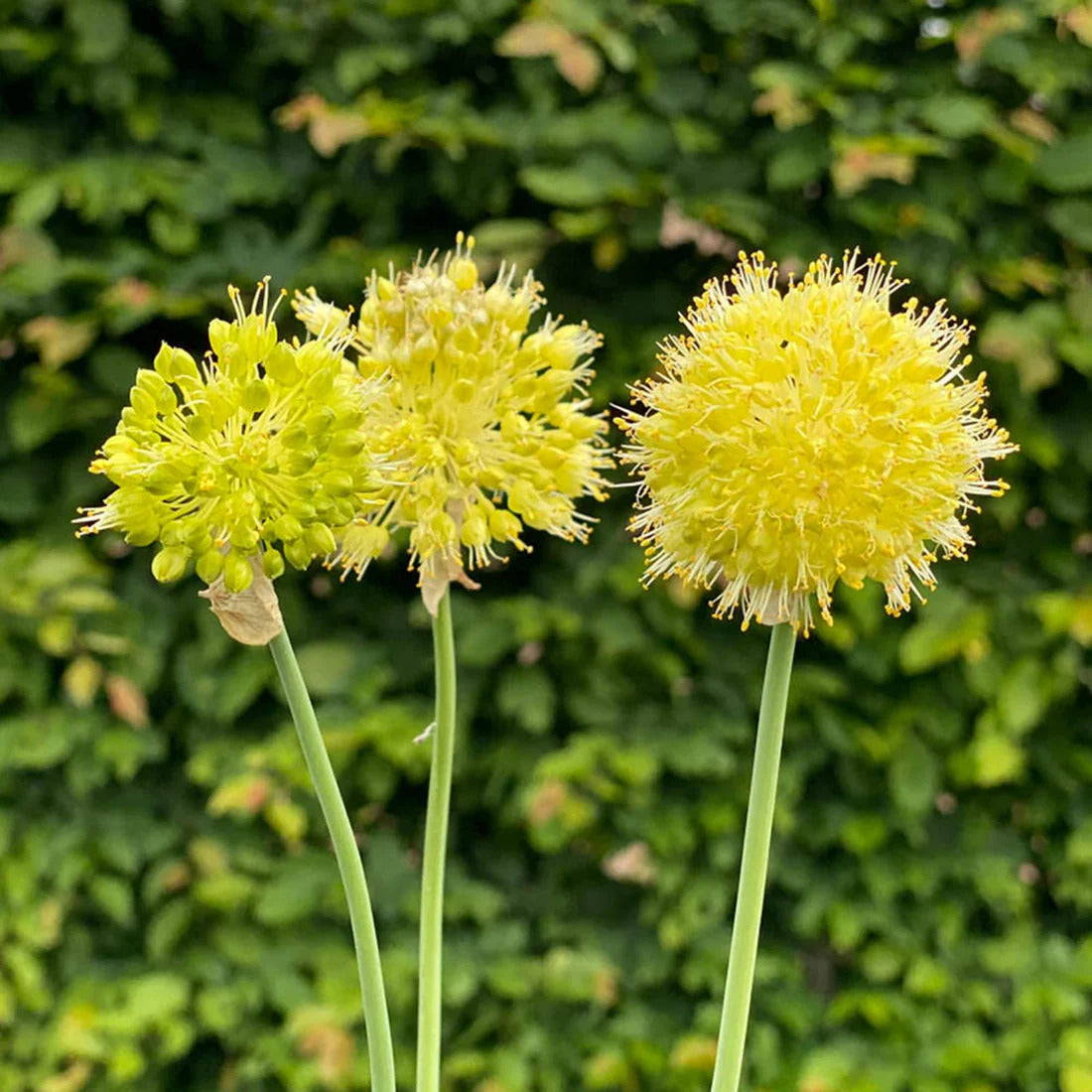 Muli Garlic Seeds, Herbal