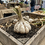Garlic Seeds – Allium sativum