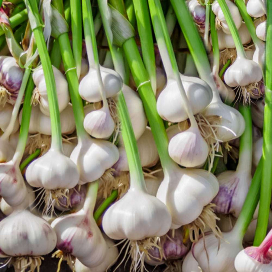 White Porcelain Garlic Seeds
