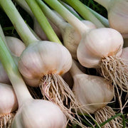White Porcelain Garlic Seeds