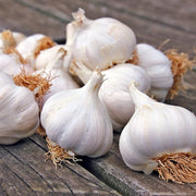 White Porcelain Garlic Seeds