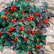 Gaultheria Procumbens Wintergreen Seeds, Herbal