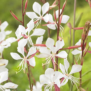 Lindheimeri Gaura Seeds