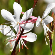Lindheimeri Gaura Seeds