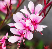 Pink Gaura Seeds