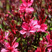 Red Gaura Seeds