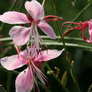 Pink Gaura Seeds