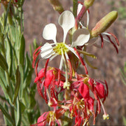 Red Gaura Seeds