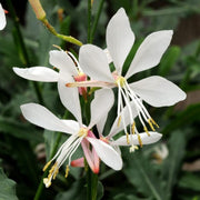 Lindheimeri Gaura Seeds