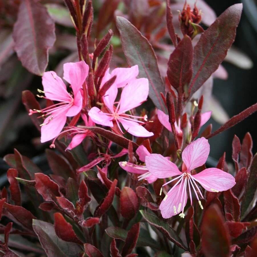 Pink Gaura Seeds
